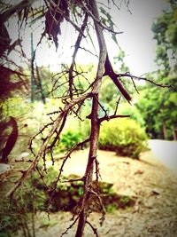 Close-up of tree trunk