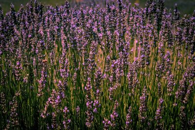 Close-up of purple flowering plants on field