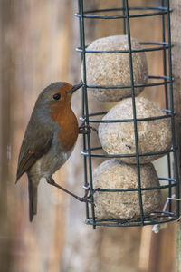 Close-up of robin on a feeder