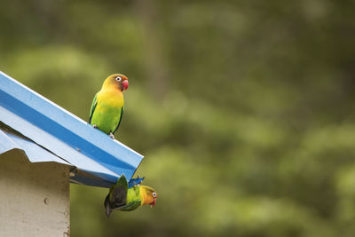 Close-up of parrot perching on a bird