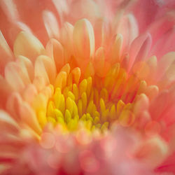 Close-up of pink dahlia