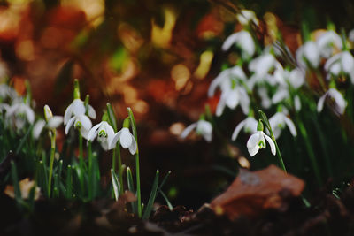 Close-up of white flowering plants on field