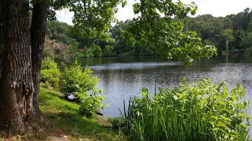 Scenic view of lake by trees in forest