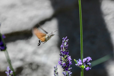 Flying kolibri hawk moth, hummingbird hawk moth - macroglossum stellatarum - on lavender blossom