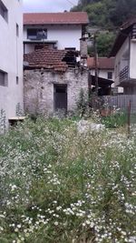 Plants growing on field by building