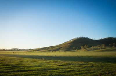 Scenic view of field against clear blue sky