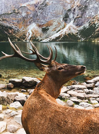 View of horse on rock by lake