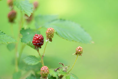 Close-up of cherries growing on plant