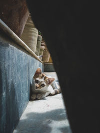 High angle portrait of cat relaxing on floor