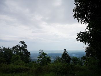 Scenic view of trees against sky