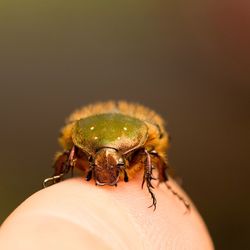 Beetle sitting on human finger.