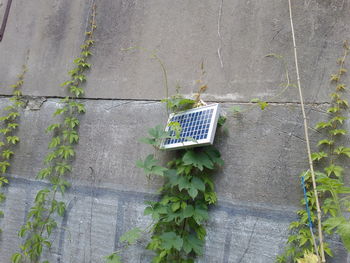 High angle view of plants on wall