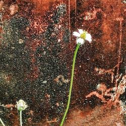 Close-up of white flowers blooming outdoors