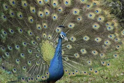 Full frame shot of peacock