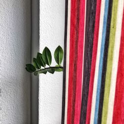 Close-up of plant against wall