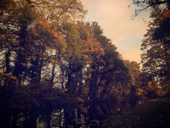 Trees in forest during autumn