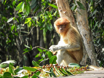 Lion sitting on tree