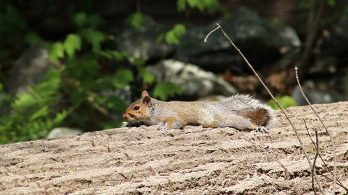 Squirrel laying on fallen tree