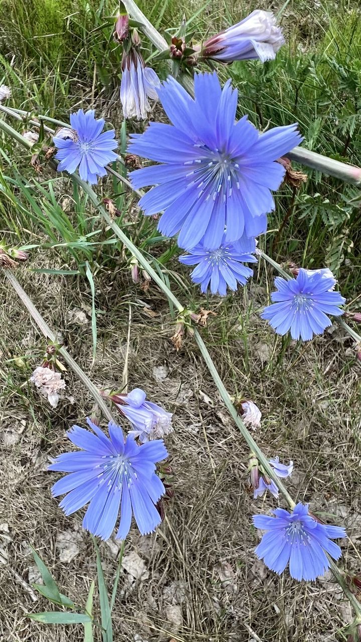 flowering plant, plant, flower, chicory, beauty in nature, fragility, freshness, growth, purple, petal, nature, inflorescence, blue, flower head, produce, high angle view, day, field, land, close-up, no people, herbaceous plant, vegetable, leaf vegetable, herb, food, wildflower, outdoors, botany, pollen, grass