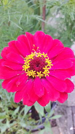 Close-up of flower blooming outdoors