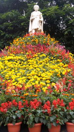 Flowers blooming in park