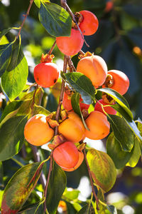 Close-up of cherries growing on tree