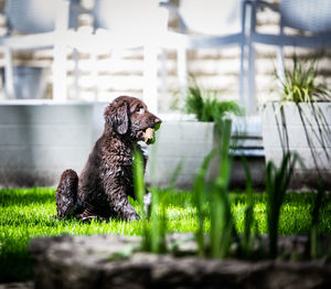 Dog looking away outdoors