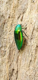 Close-up of insect on tree trunk