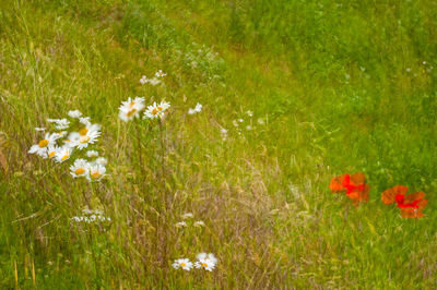 Close-up of fresh flowers in field