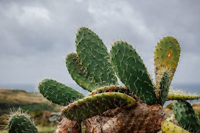 Close-up of plant