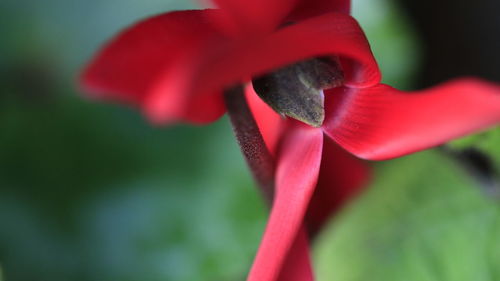 Close-up of red rose flower