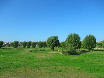 Trees on field against clear blue sky