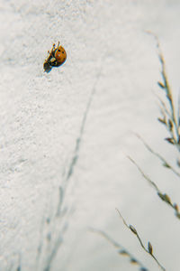 High angle view of ladybug on sand