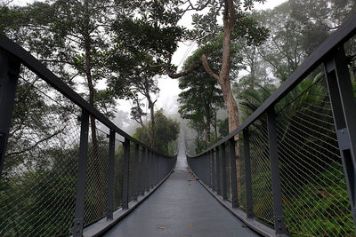 Footbridge amidst trees in forest