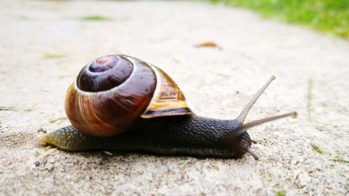 Close-up of snail