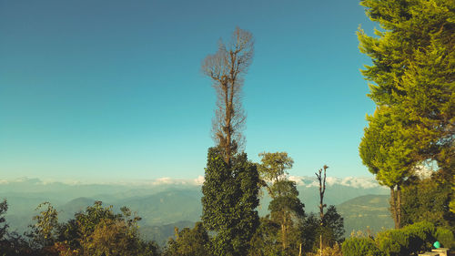 Low angle view of trees against clear blue sky