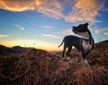 Horse standing on field against sky during sunset