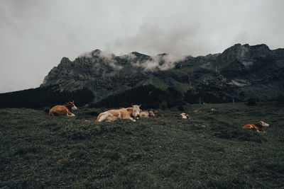 Flock of sheep in a farm