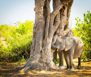 Elephant in forest