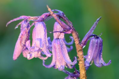 Close-up of flowers against blurred background