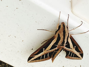 High angle view of insect on wall