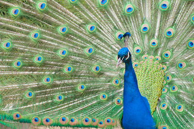 Portrait of a beautiful peacock with feathers out in the parc floral de paris, paris, france. 