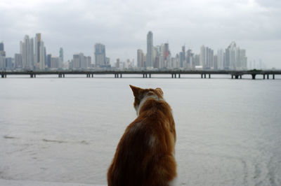 Scenic view of sea against cityscape in background
