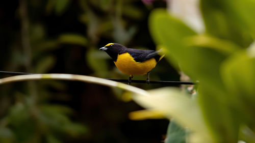 Close-up of bird perching on plant