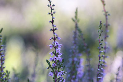 Close-up of flowering plant against blurred background