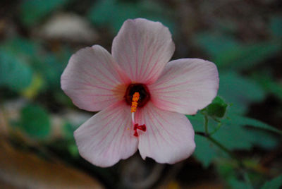 Close-up of pink flowering plant