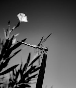 Close-up of dragonfly on plant against sky