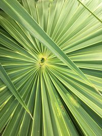 Full frame shot of palm leaves