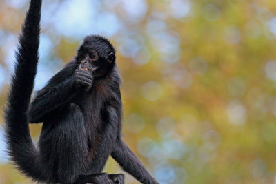 Spider monkey against tree