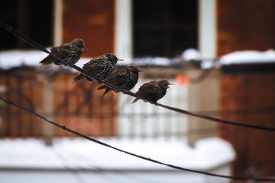 Close-up of bird perching on leaf